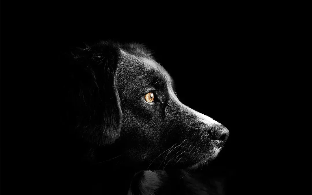 Dogs Are One Of God’s Best Creations, Team Is Family, And The Customer Experience Is Everything