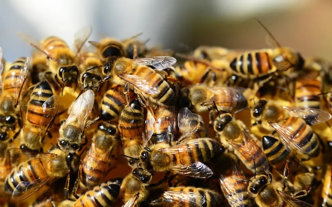 APRIL ALDRICH: Learning All About The Magic Of Bees, Discovering Beer As A Healer, And Making Your Passion Your Life’s Work
